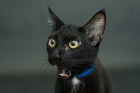 Feline infectious peritonitis (fip) is the name given to a common and aberrant immune response to infection with feline coronavirus (fcov). Seattle Animal Shelter Offers Free Black Cat Adoption This Black Friday Bored Panda