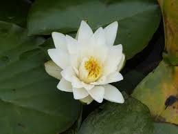 Image result for Nymphaeaceae