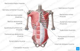 Various skeletal muscles are attached to the rib cage. Transversus Thoracis Origin Insertion Function Kenhub