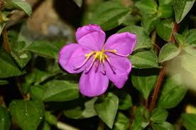 Image result for Dissotis