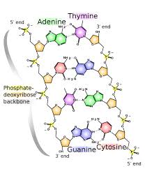 • nitrogenous base is a part of a nucleotide. All About Dna Curious