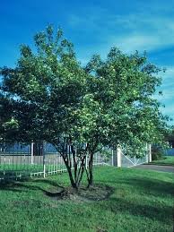 Image result for Triceratella drummondii