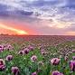 Journal Alongside Grief to Hope — Pathways of event image