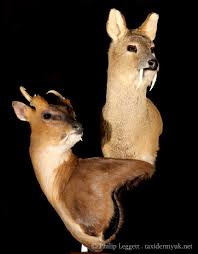 It is a high birth rate for deer, but roughly 40 percent of newborn deers will die within the first four weeks of being born. Muntjac Deer Pet For Sale Pet S Gallery