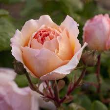 Charlène lynette grimaldi, nata wittstock, nota anche come charlène di monaco (bulawayo, 25 gennaio 1978), è la principessa consorte del principato di monaco, in quanto moglie del principe alberto ii di monaco, oltre che ex nuotatrice e modella. 51 Meilleures Idees Sur Rose Princesse Charlene De Monaco Meidysouk Princesse Charlene Charlene De Monaco Rose Princesse