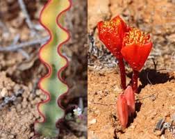 Image result for Coccinia sessilifolia