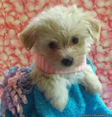 This designer breed is the best of both worlds with the maltese and. Adorable Female Morkie Poo For Sale In Tampa Florida Classified Americanlisted Com