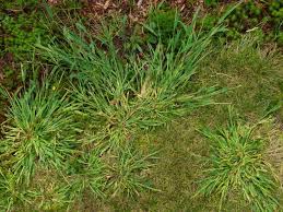 Areas of a lawn can become uneven over time, due to settling, drainage issues, and various natural and unnatural causes. Help My Lawn Is Nothing But Weeds How To Fix Your Lawn My Backyard Life
