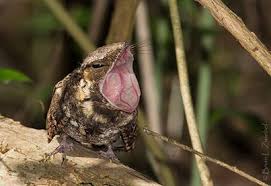 Image result for pictures of whip-poor-will