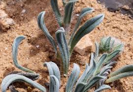 Image result for Exacum zombense