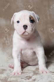 Puppies for sale from dog breeders near chicago, illinois. Funny Small Red White Color American Bulldog Puppy On Light Background Stock Photo Picture And Royalty Free Image Image 94619866