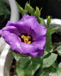 Image result for eustoma lisianthus in vase