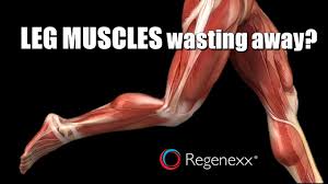 The largest muscle masses in the leg are present in the thigh and the calf. Leg Muscle Wasting