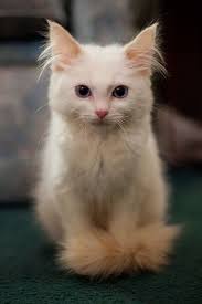 Epingle Par Gulun Kokusu Sur Animaux Chats Et Chatons Bebe Chat Chat Mignon