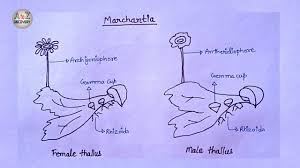 Start studying liverwort life cycle. How To Draw Marchantia Of Bryophyta In Simple Way Common Liverwort Drawing Youtube