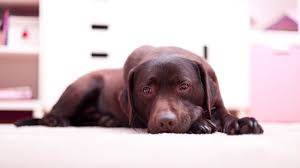 Tumors occurring in or on bone can cause pain and discomfort. 5 Painful Conditions For Dogs Pet Health Insurance Tips