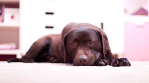 Blood tests to screen for cancer are still in their infancy. 5 Painful Conditions For Dogs Pet Health Insurance Tips