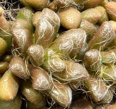 Image result for Anacampseros subnuda