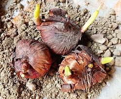 Image result for Gladiolus microspicatus