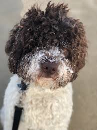 pin by jenny masip on lagotto romagnolo lagotto romagnolo water dog italian water