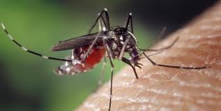 Image result for Dengue