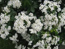 Get familiar with these beauties to add some spring bling to your garden. Exotic Shrubs The Trees Flowers Of Whangarei