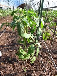 Most tomatoes do best when grown one per container. Tomato Cages Stakes Or Trellises Which Is Best For Supporting Heirloom Tomatoes