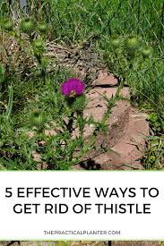 We did not find results for: 5 Effective Ways To Get Rid Of Thistle The Practical Planter