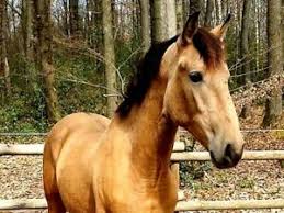 Braun buckskin mit herz falbe fliegenschimmel cremello palomino schecke. Buckskin Pferde Zubehor Gebraucht Kaufen In Hessen Ebay Kleinanzeigen