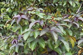 Image result for Jatropha erythropoda