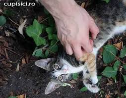 De mult mult timp nu am mai fost asa de mult dezamagit de cineva.nu ma asteptam sa ma lasi asa cu curu in ploaie,dar uite ca fiecare isi urmareste interesul.pacat,chiar te aveam la suflet dar ai iesit cu siguranta de acolo. 10 Motive Pentru Care Sa Adopti O Pisica De Pe Strada Cu Pisici