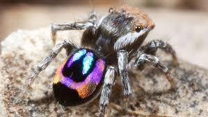 Two new species of spider, nicknamed skeletorus and sparklemuffin, have been discovered by researchers. How Peacock Spiders Make Rainbows On Their Backsides Smart News Smithsonian Magazine