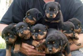 The first week of a puppy's life mainly about sleeping and eating so she will grow. Baby Rottweiler Puppies For Sale Petsidi