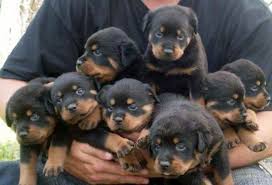 Up on her huge 2017 has another great performance receiving. Baby Rottweiler Puppies For Sale Petsidi