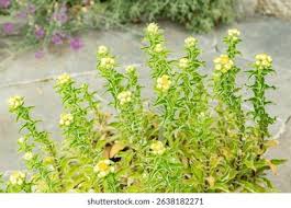 Image result for Helichrysum foetidum