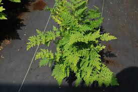 Image result for Selaginella mittenii
