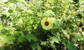 Image result for Hibiscus surattensis
