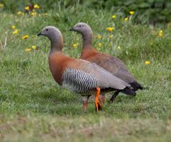 Image result for Erythrocephalum decipiens