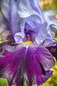 With Flying Colors Iris Flowers Purple Flowers Amazing Flowers