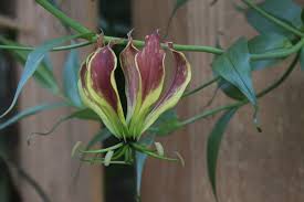 Image result for Gloriosa