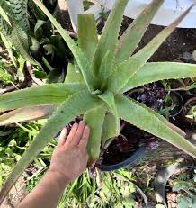 Image result for Aloe barendii