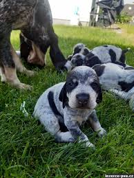 Image result for malý modrý gaskoňský honič