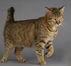 Pixie Bob Cat A Comprehensive Guide From The Happy Cat Site