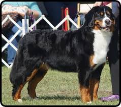 I'm originally from poland i moved to wisconsin on febuary 7th, 2019. Bugziere Bernese