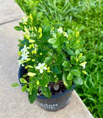 Image result for Murraya