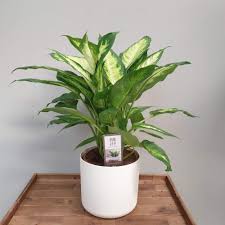 Maybe you would like to learn more about one of these? Cissus Ellen Danica Online Drinagh Garden Centre