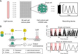 A stochastic oscillator model simulates the entrainment of vertebrate  cellular clocks by light | Scientific Reports