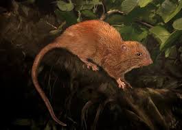 Gothamist posted the image after twitter user @thegoodfella_ tweeted it. Giant Tree Dwelling Rat Discovered In Solomon Islands Nature