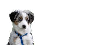 For the best experience, please use safari, chrome, or firefox while browsing our site. Abc Veterinary Hospitals Vet In San Diego Pacific Beach Hillcrest Uptown