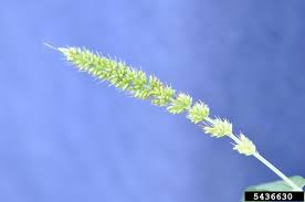 Image result for Setaria verticillata